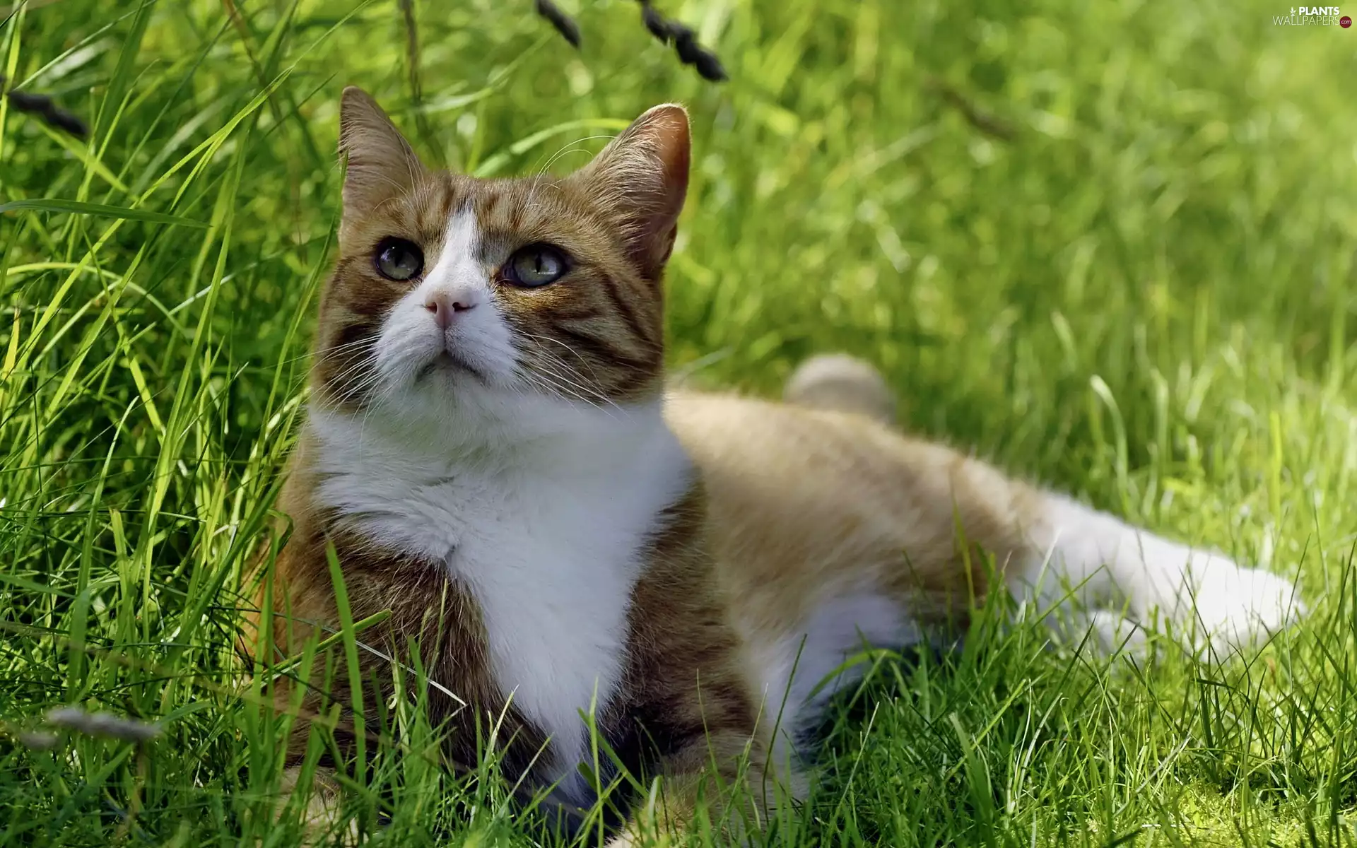 grass, cat, ##
