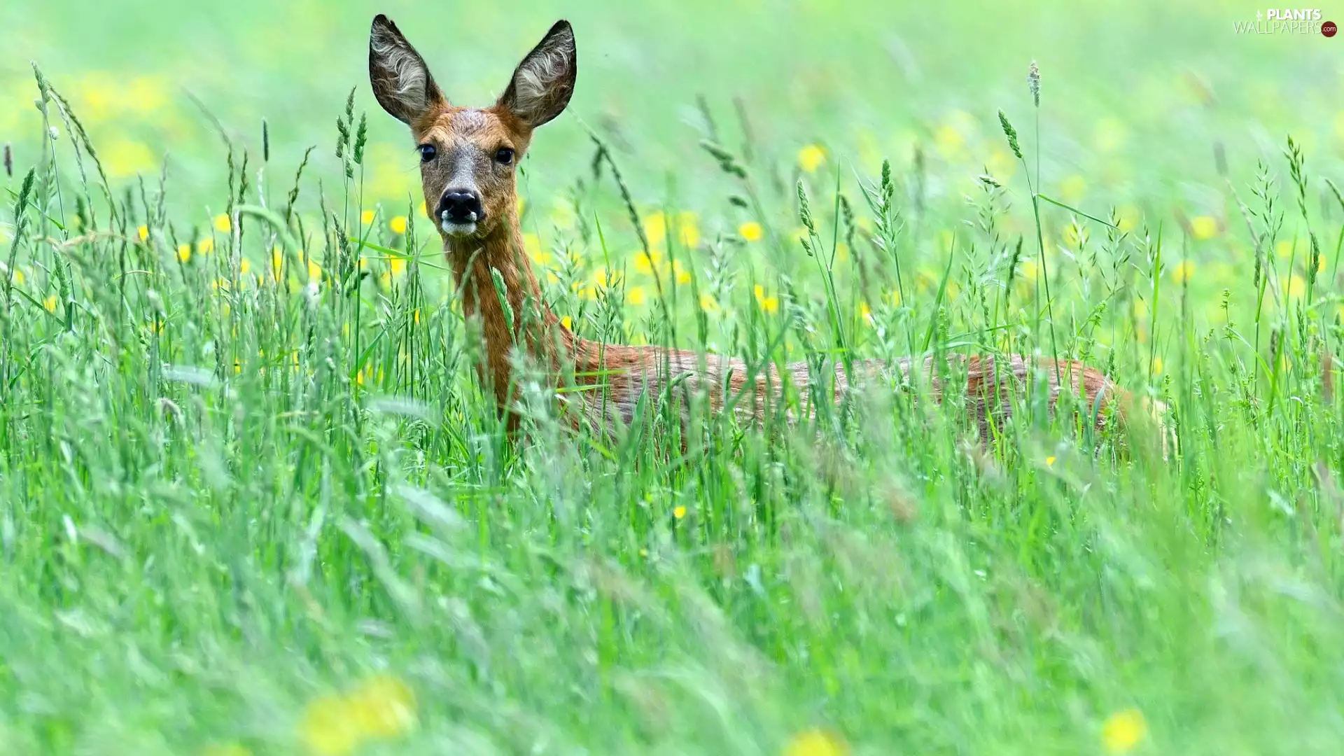 grass, deer, ##