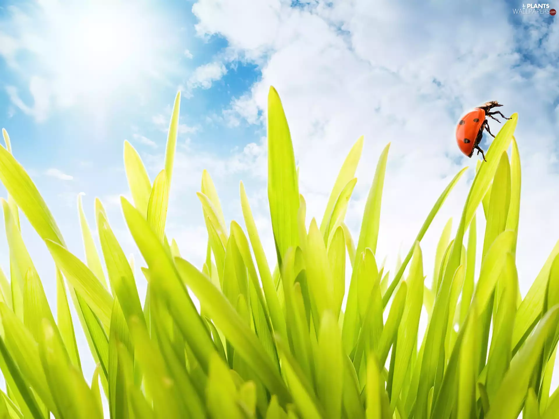 2D Graphics, ladybird, grass