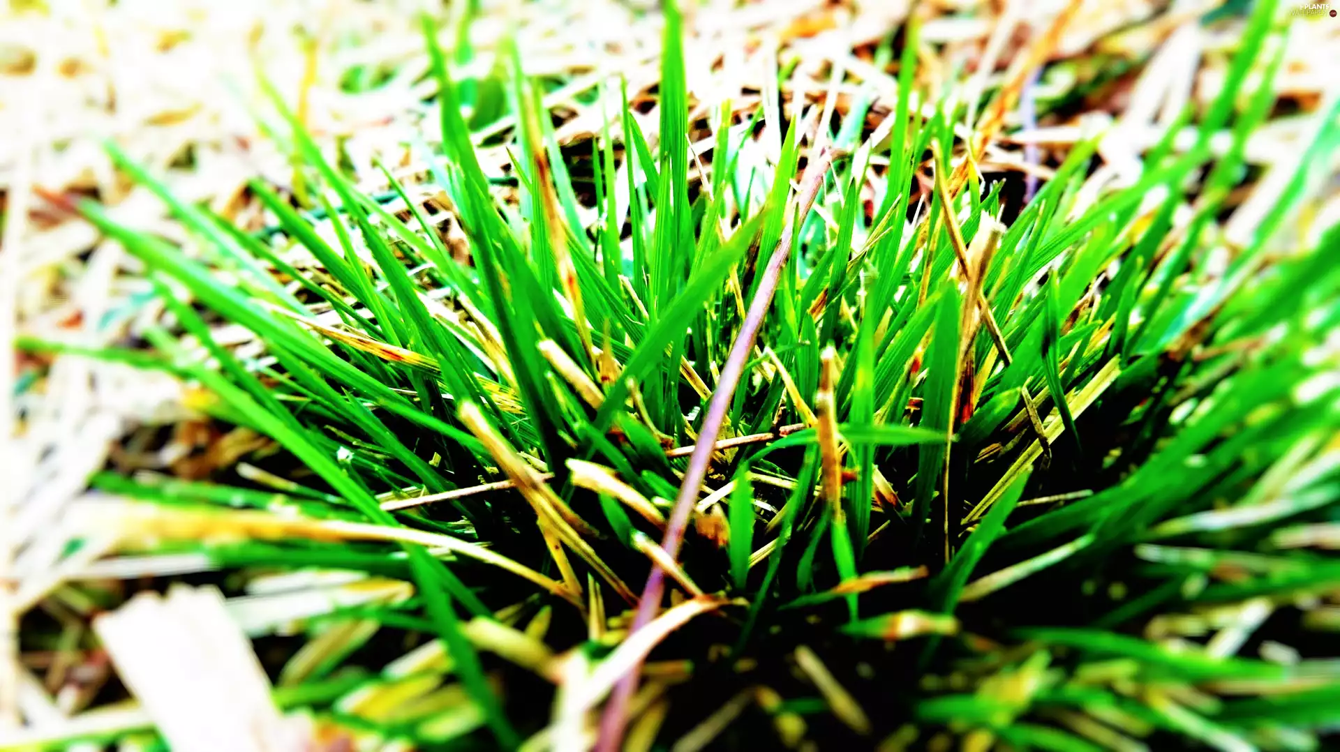grass
