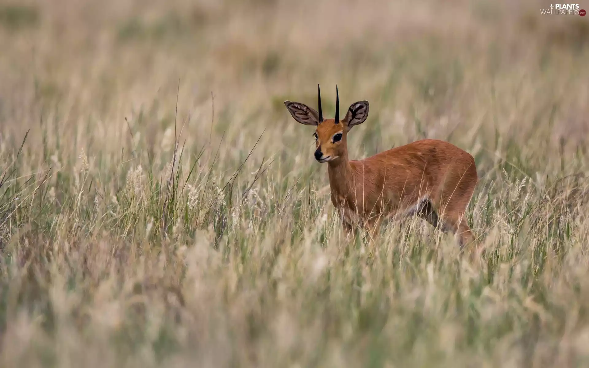 grass, young, Antelope