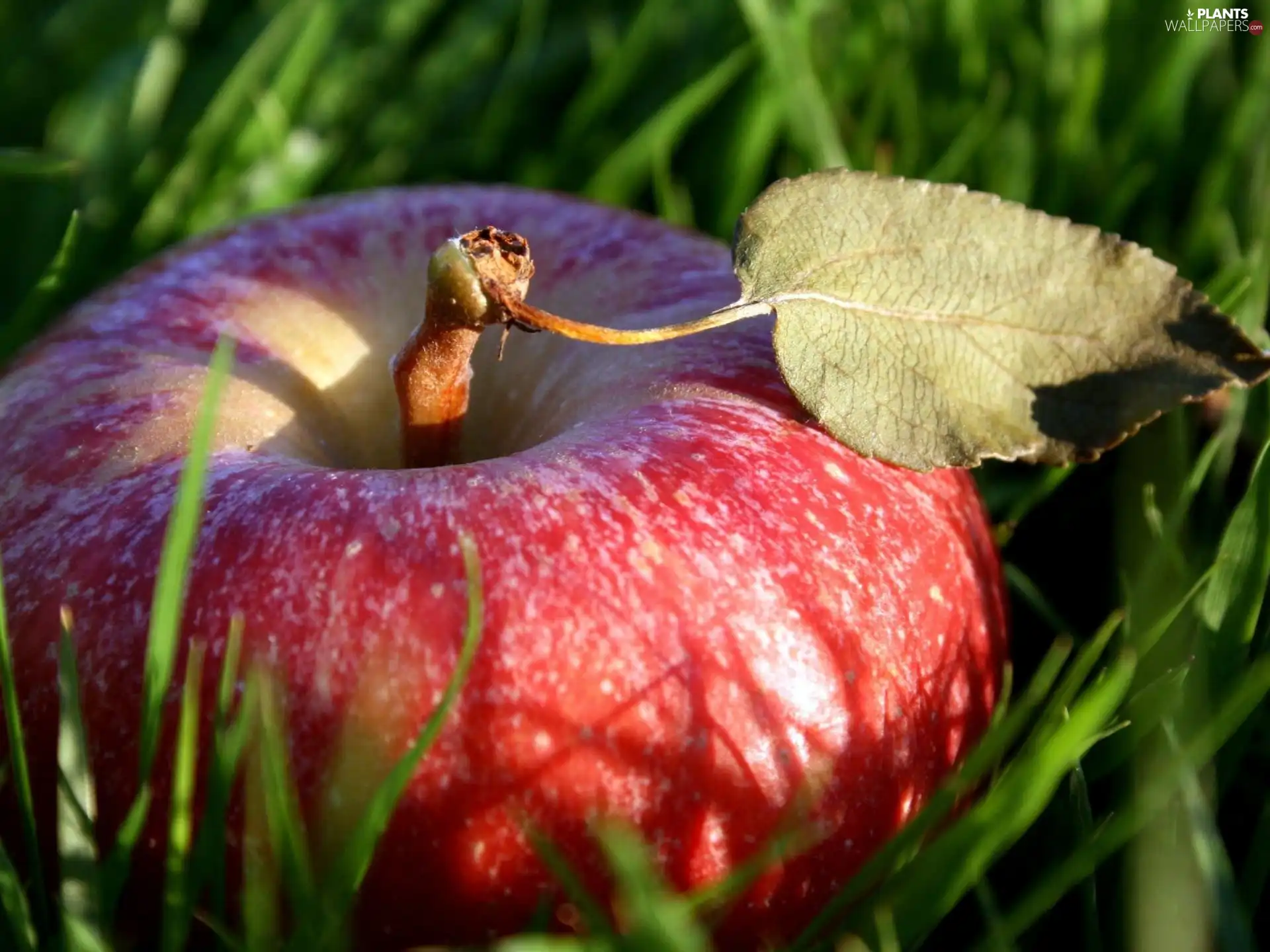 grass, Red, apple