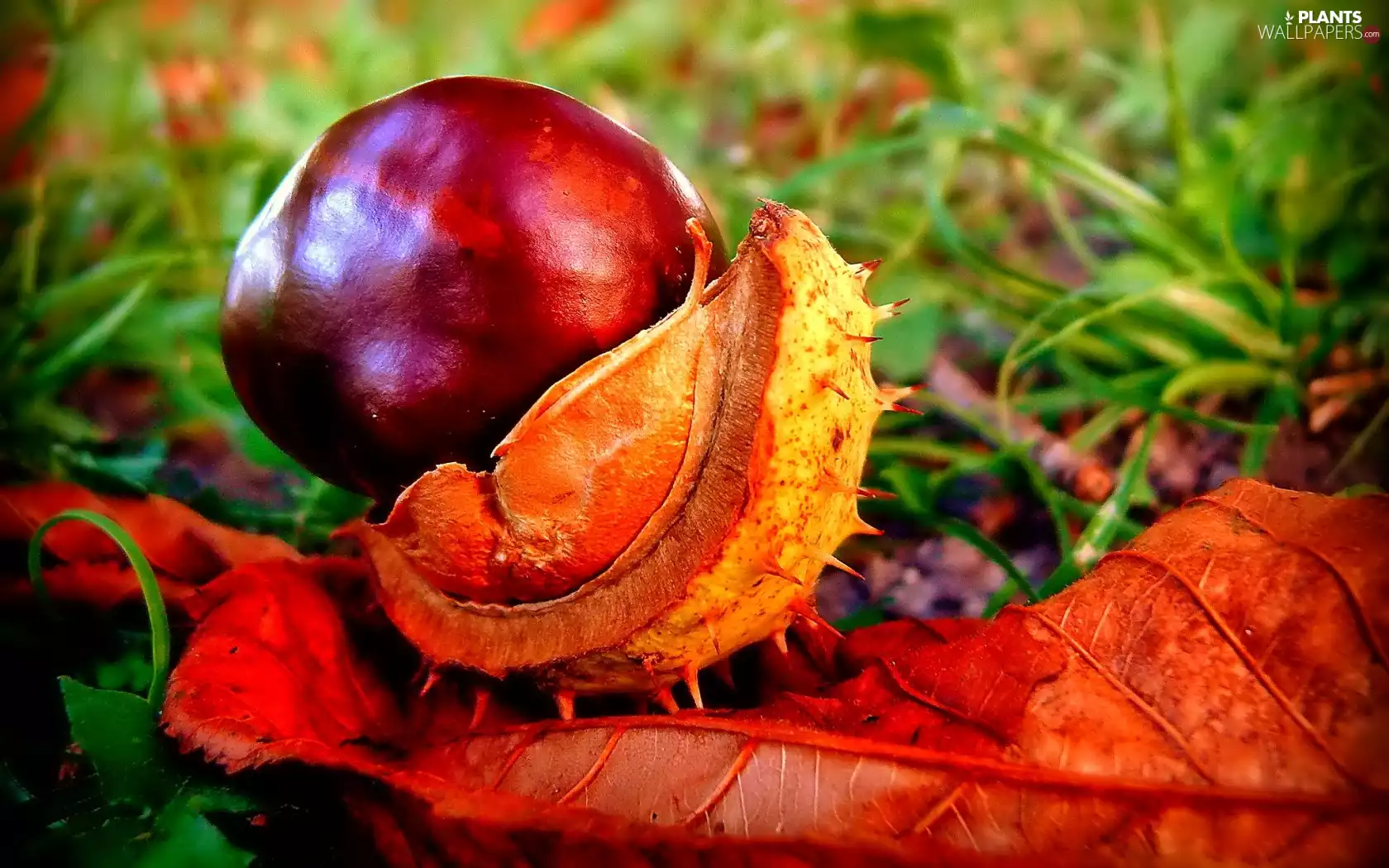 autumn, leaf, chestnut, grass