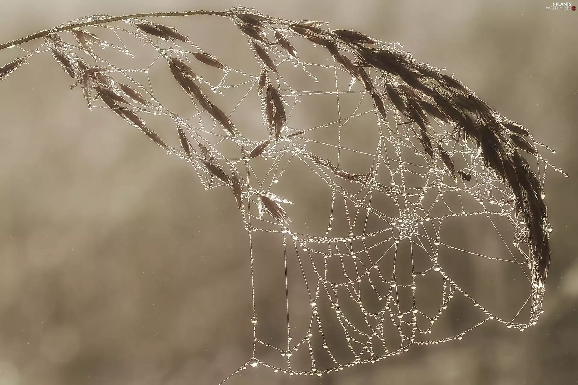 autumn, Web, drops, grass