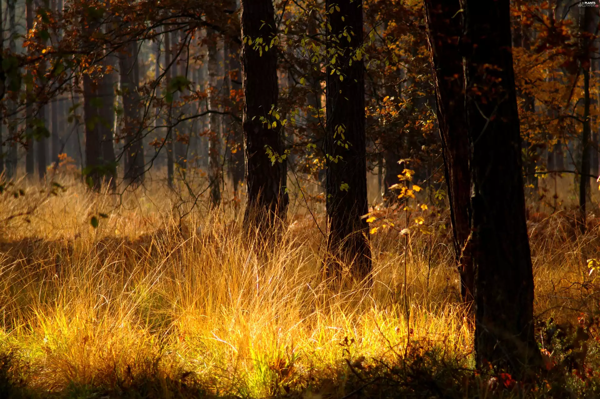 grass, forest, autumn
