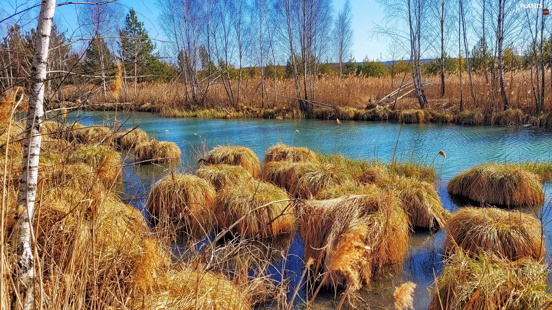 viewes, grass, autumn, trees, River