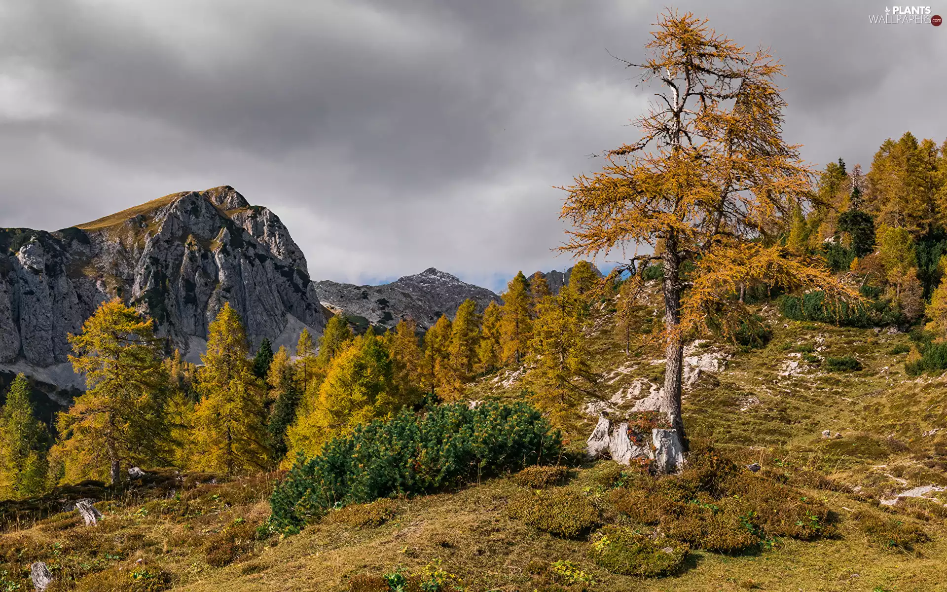 Yellowed, trees, autumn, viewes, Stones, clouds, Mountains, grass