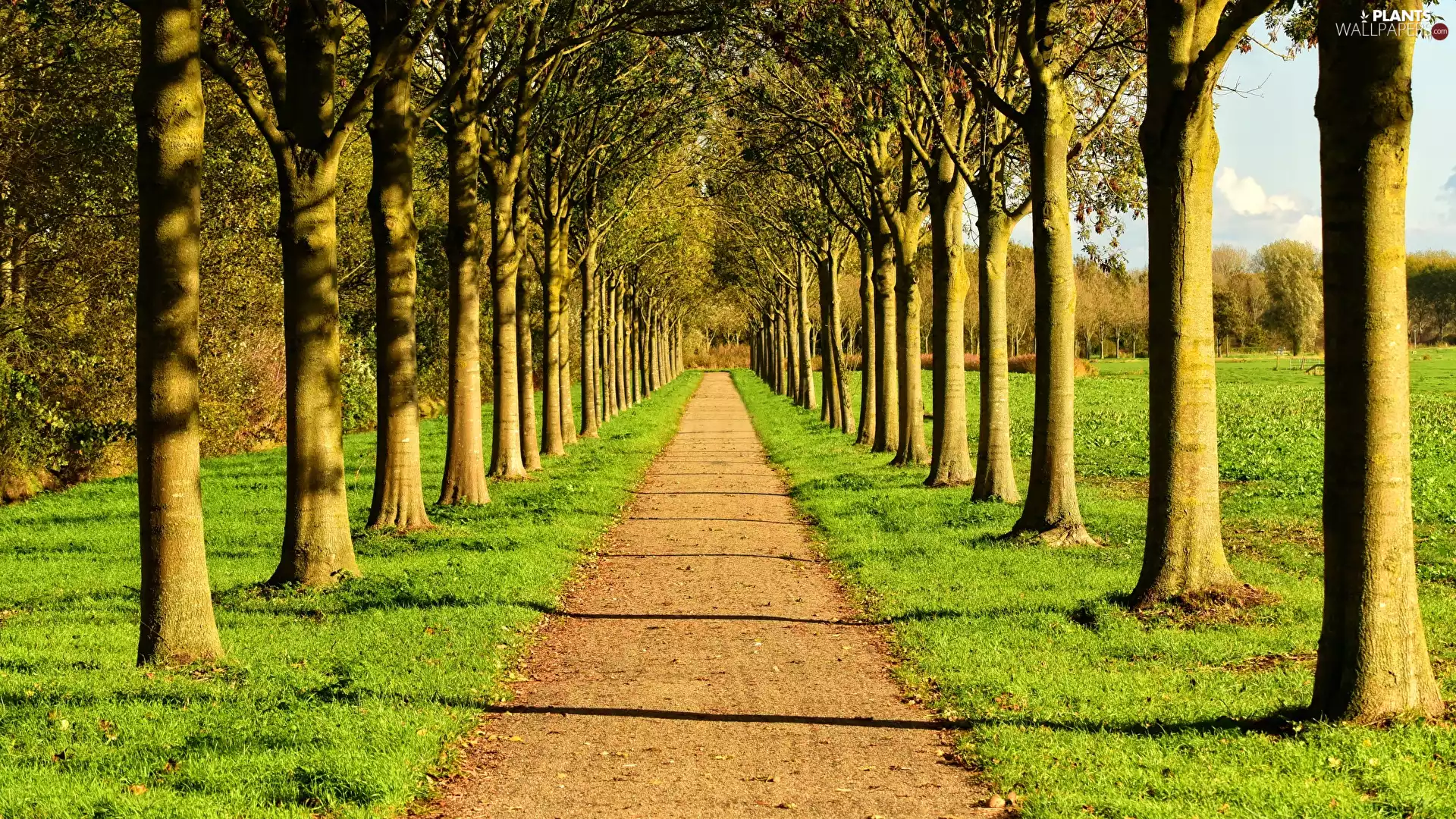 viewes, grass, Avenues, trees, Path