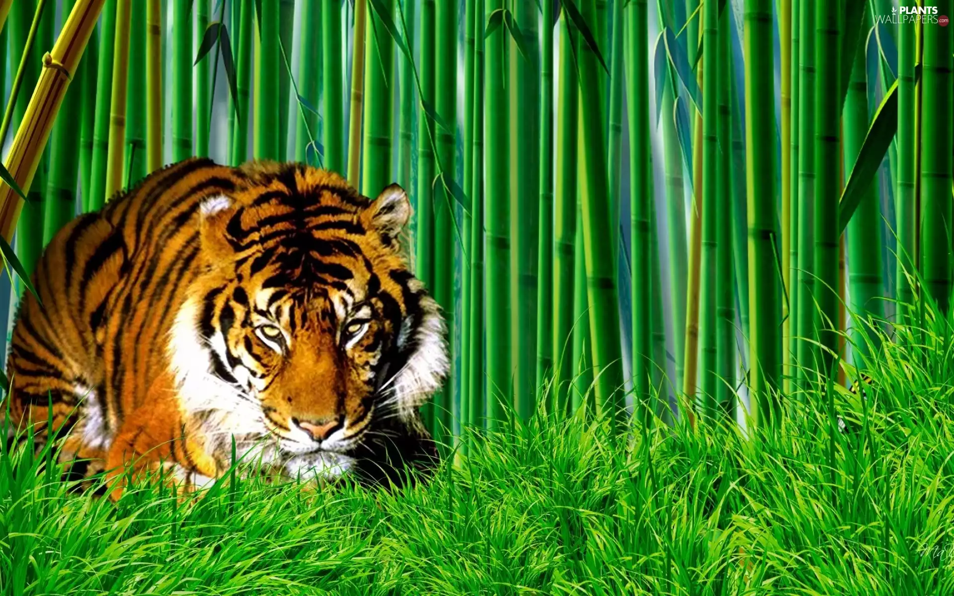 grass, tiger, bamboo