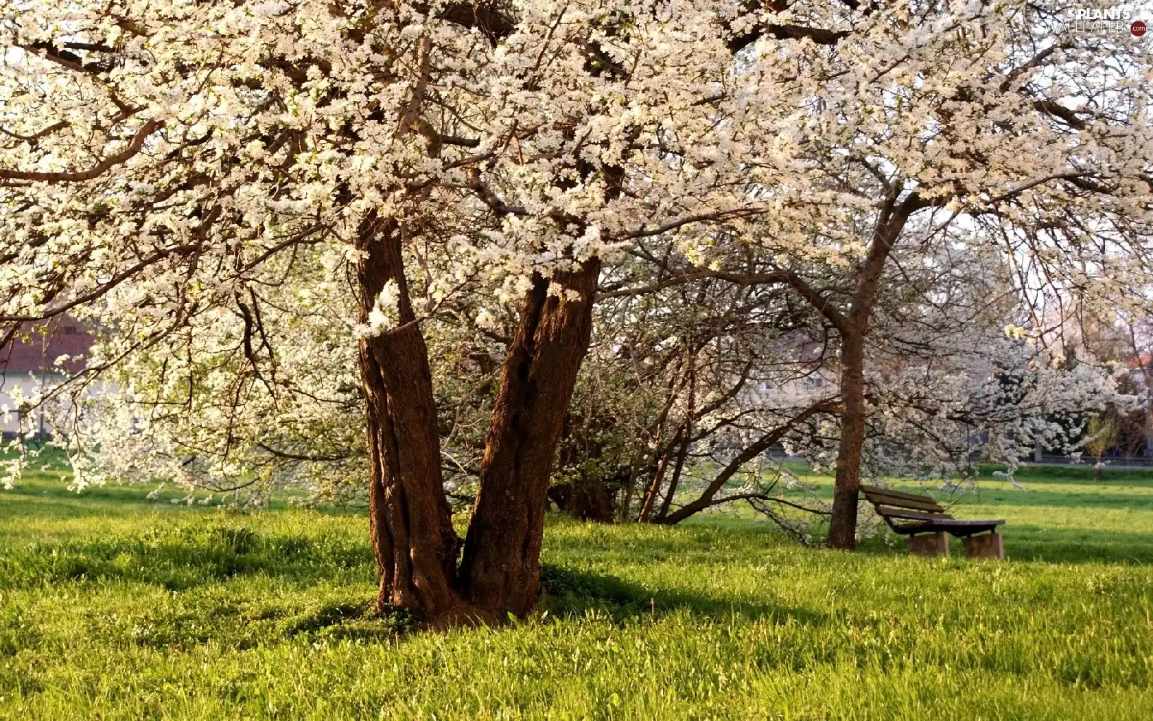 grass, Bench, trees, viewes, flourishing