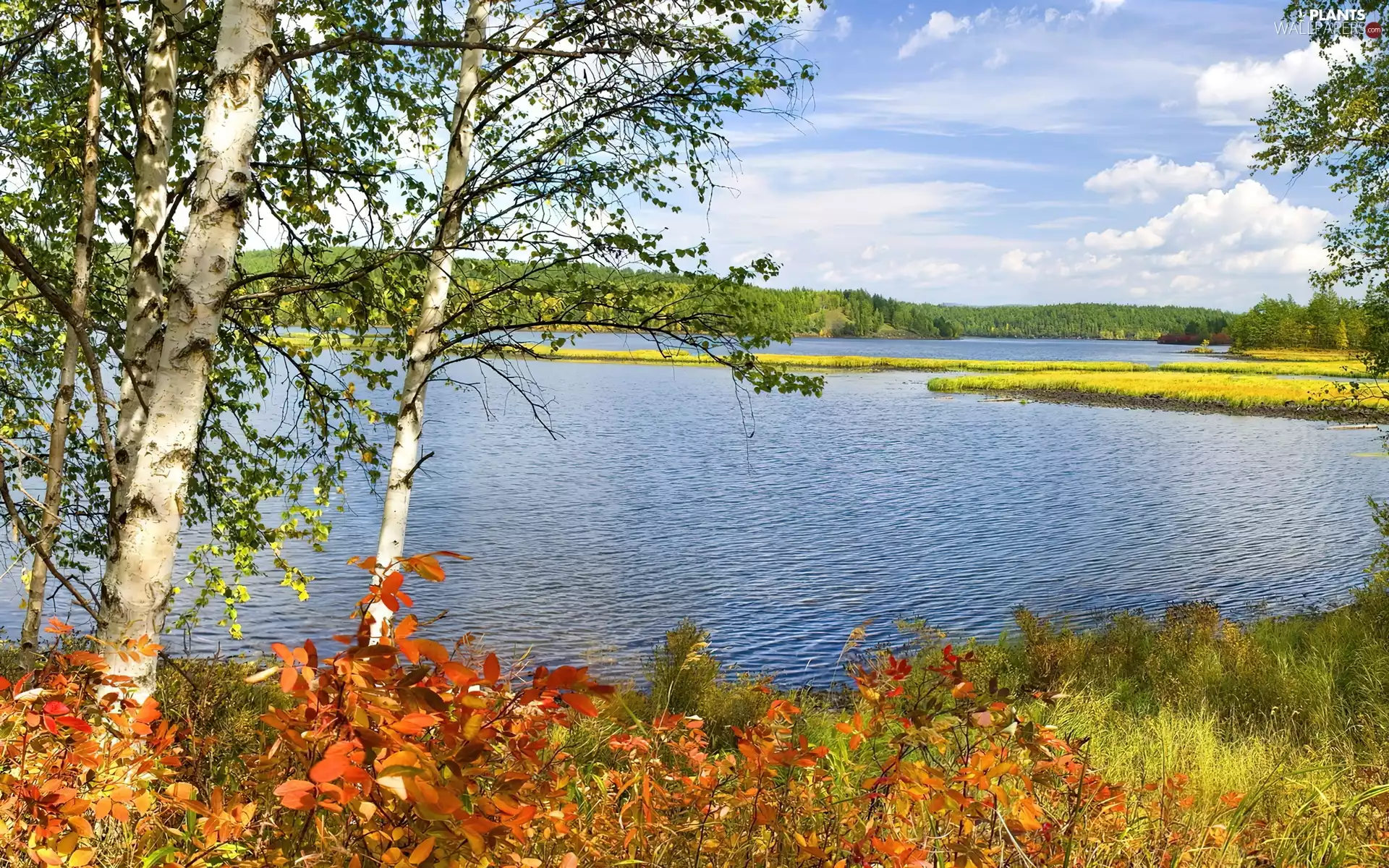 Autumn, lake, dry, grass, Leaf, birch