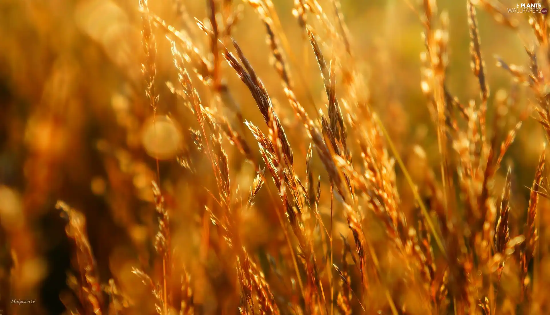 grass, Meadow, blades