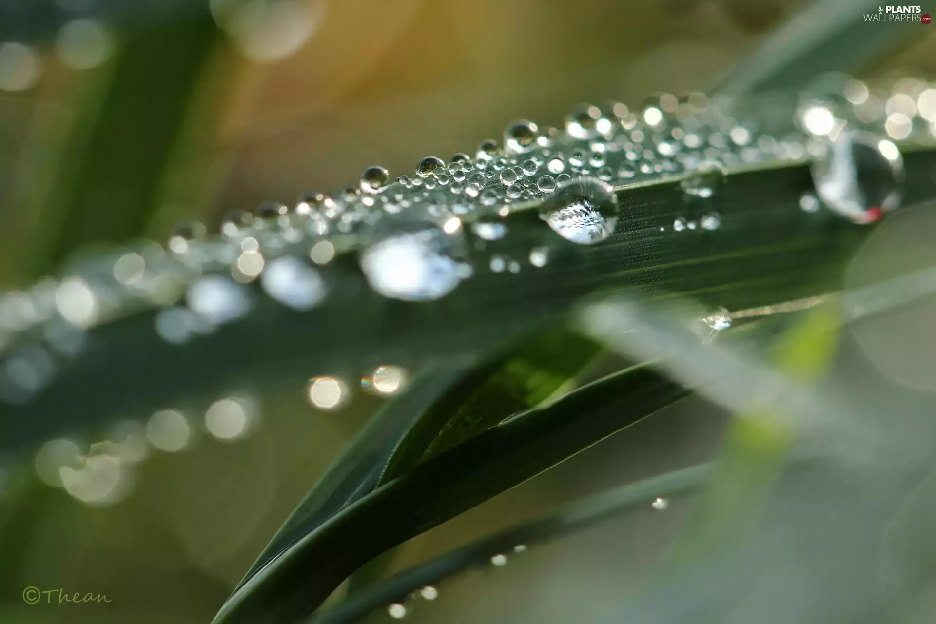 blades, drops, Rosy, grass