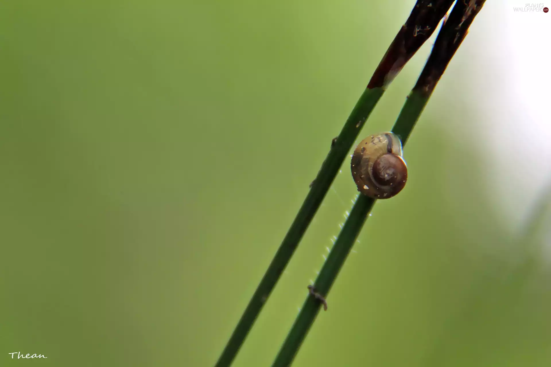 grass, snail, blades