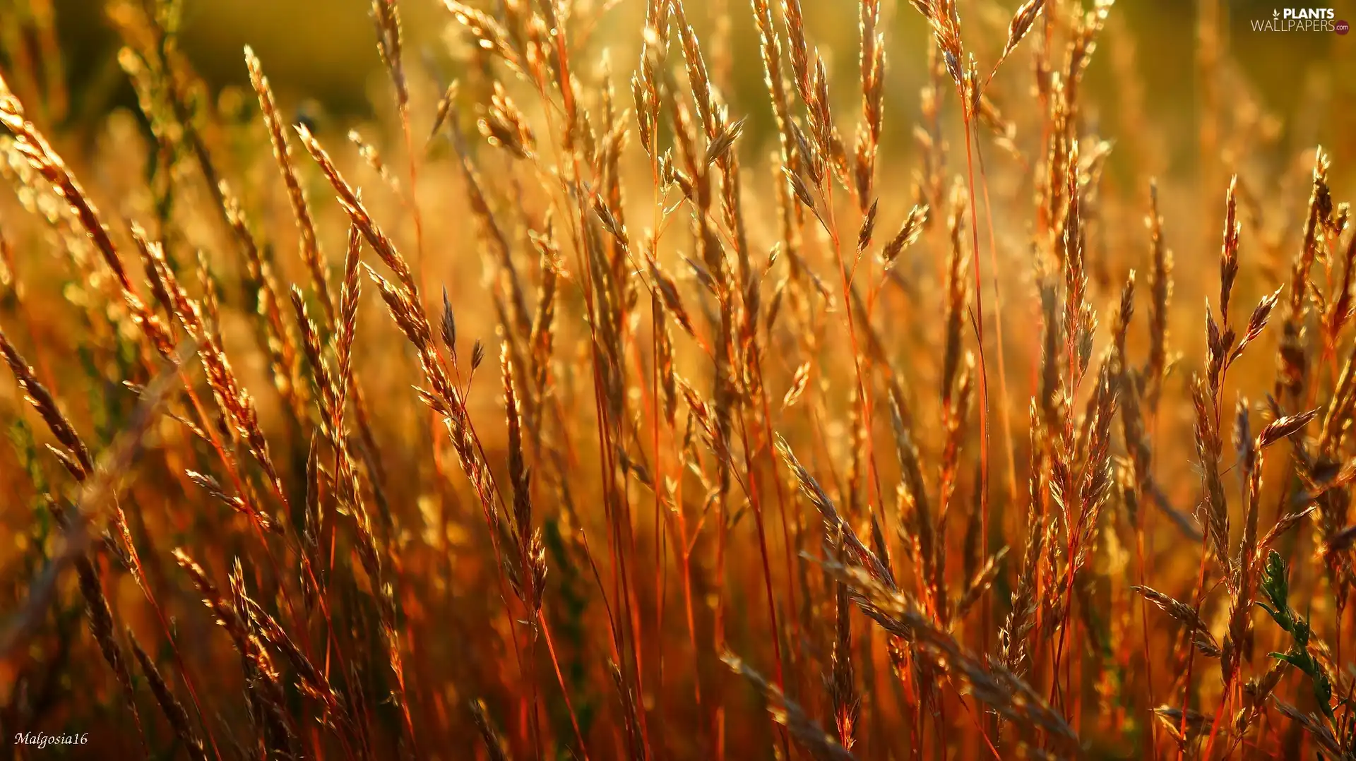 blades, grass