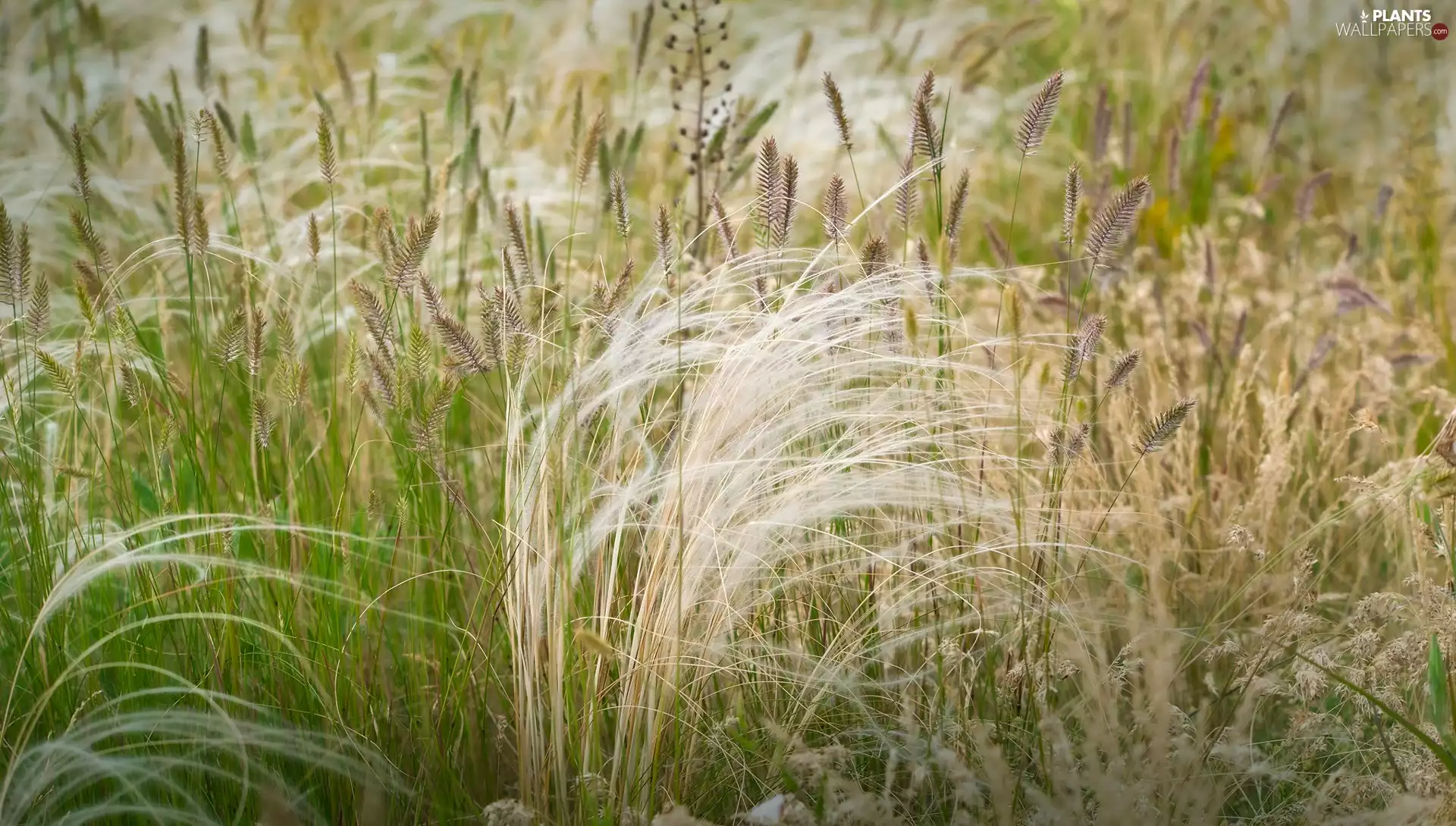 grass, blur