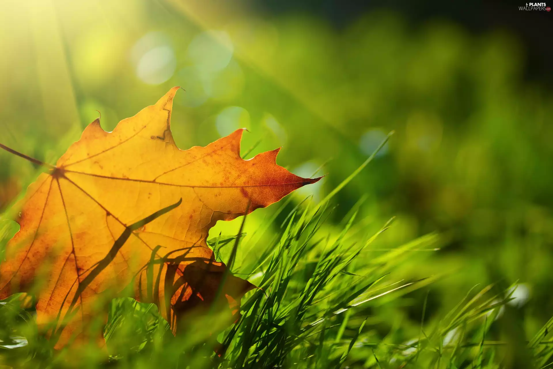 blurry background, leaf, grass