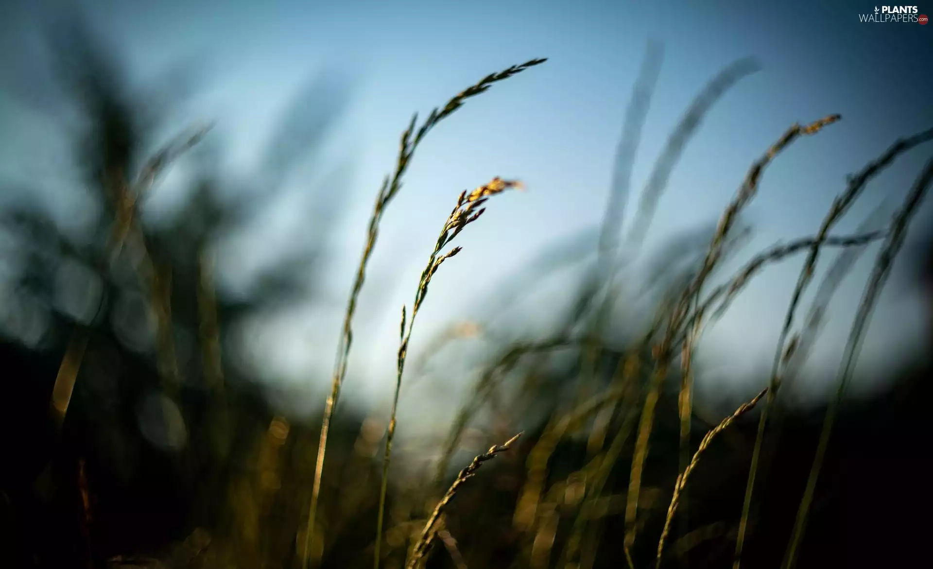 blurry background, Plants, grass