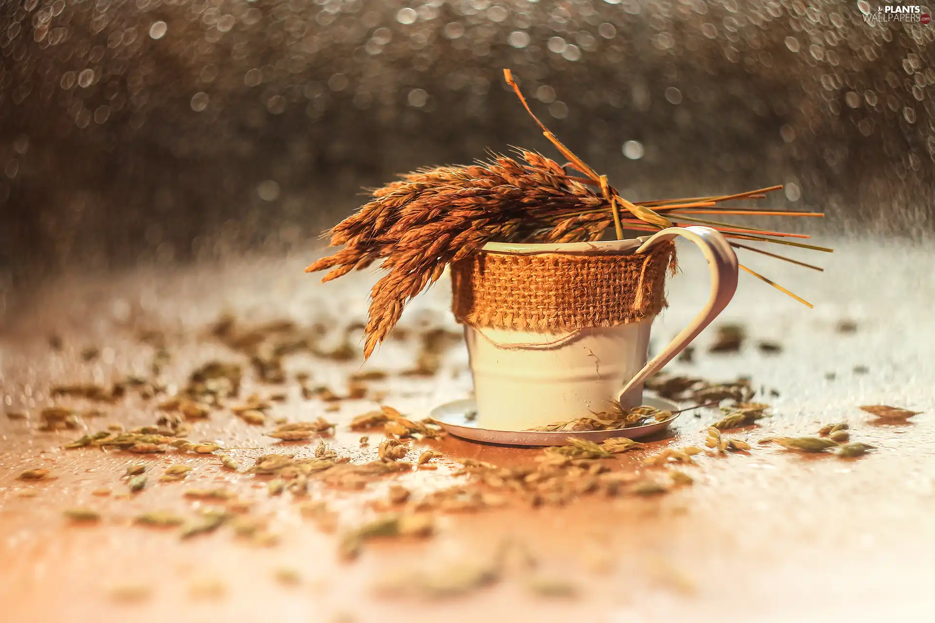 grass, Bokeh, White, cup, decoration