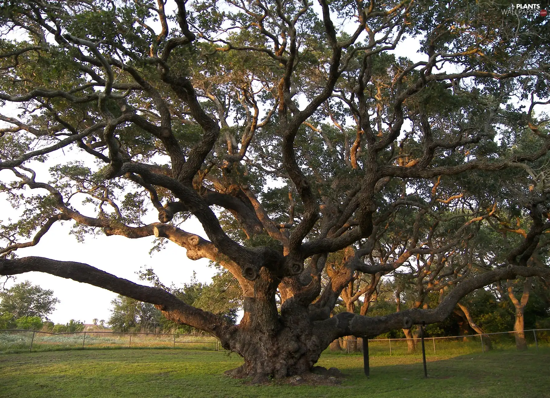 grass, trees, branches