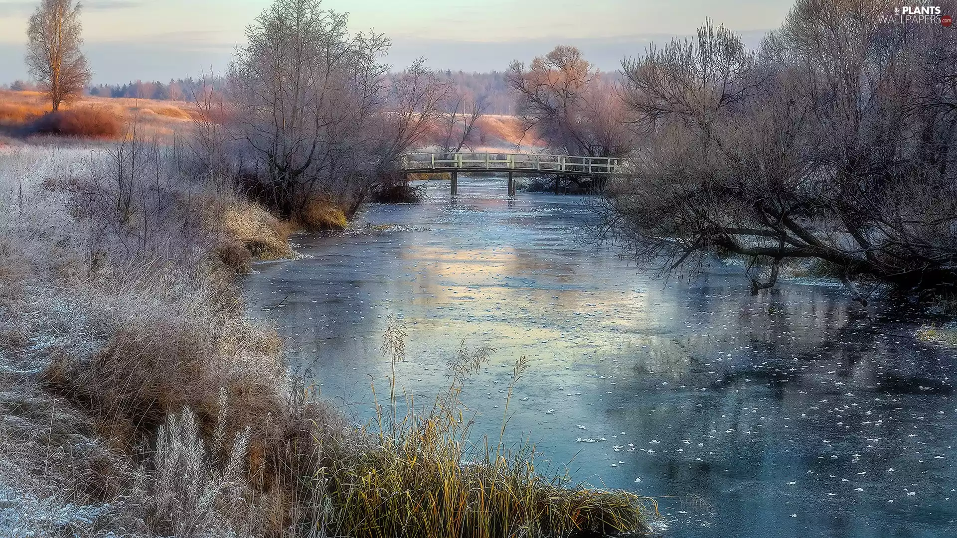 frosty, River, viewes, grass, trees, bridge