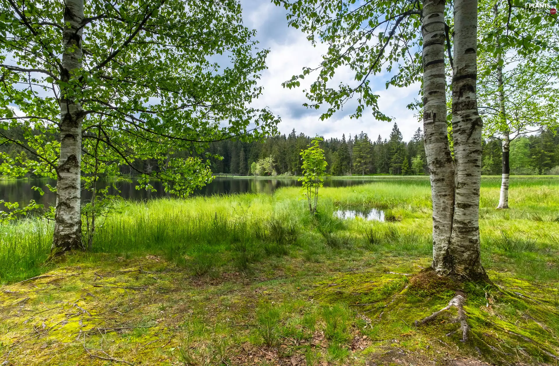 bulrush, lake, birch, grass