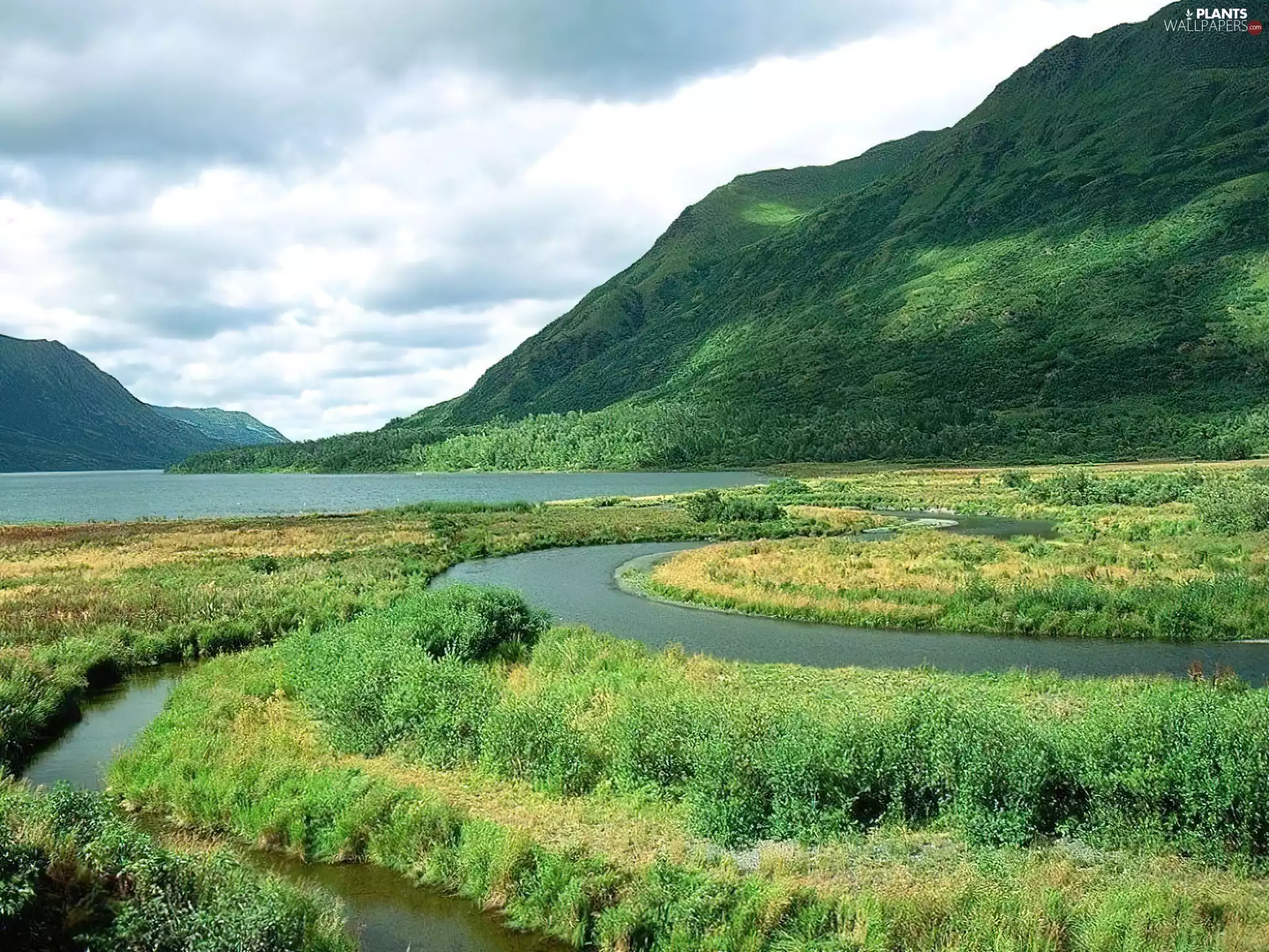 grass, Mountains, Bush