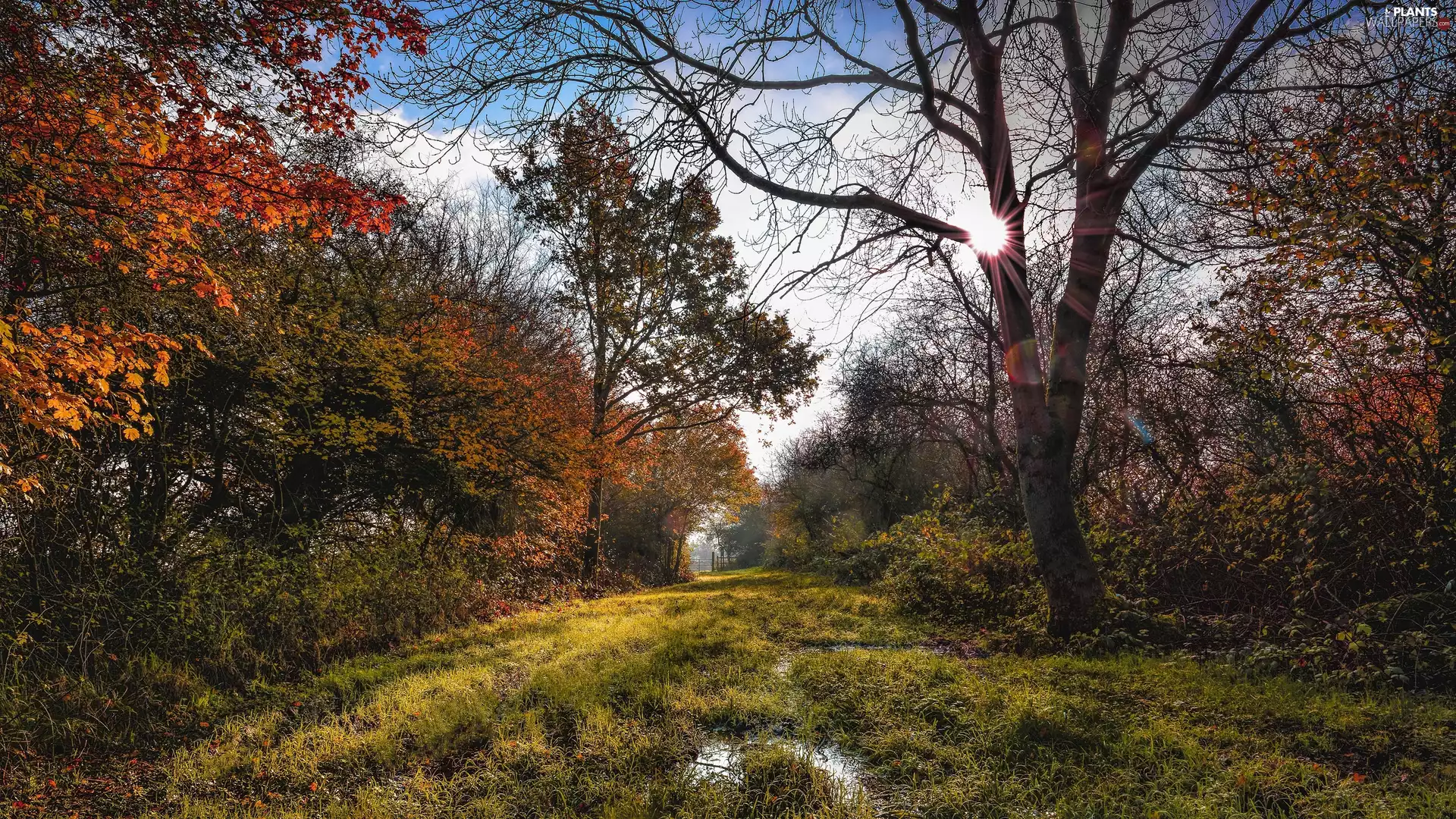 grass, trees, rays of the Sun, viewes, forest, Bush, autumn