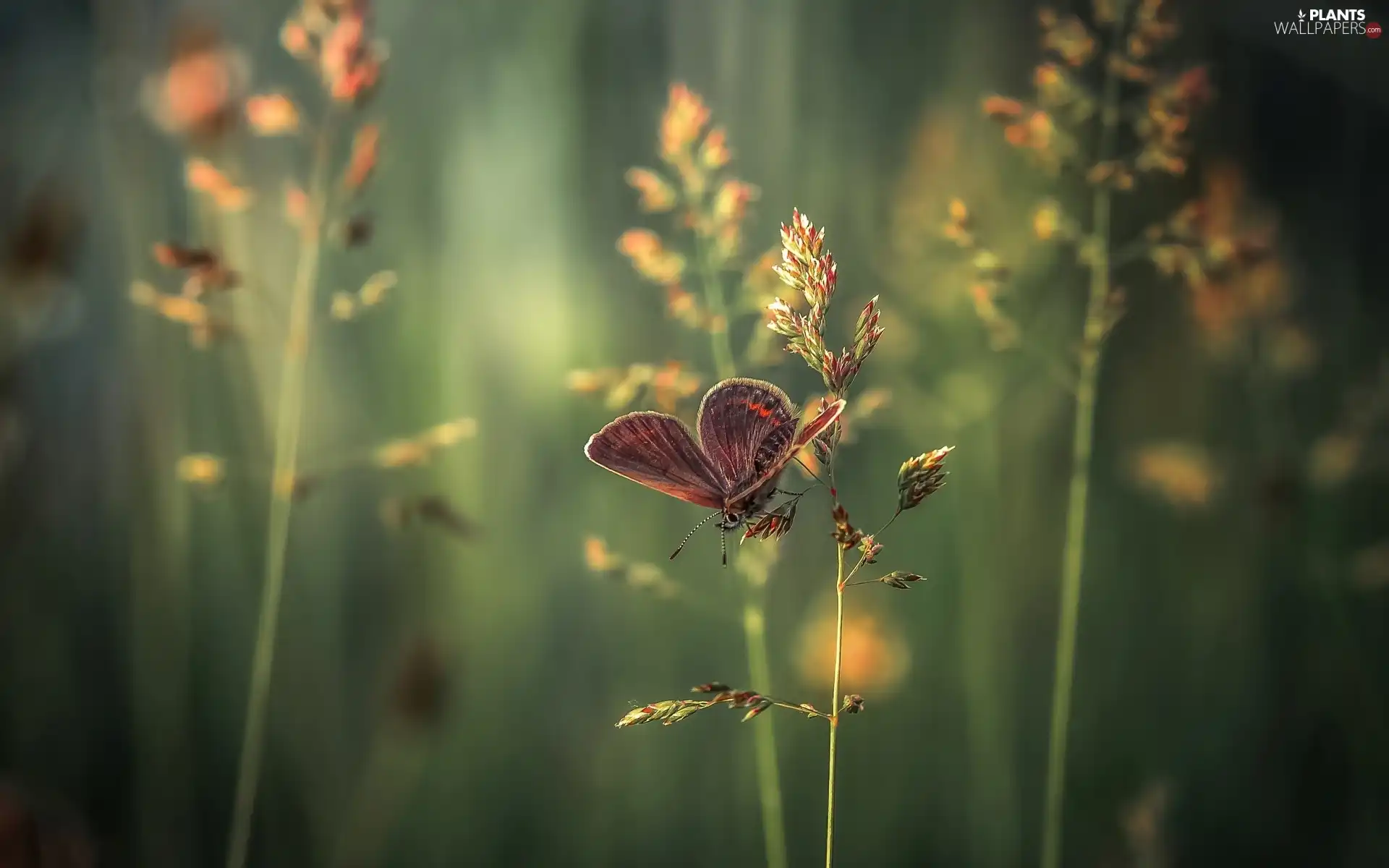 butterfly, grass