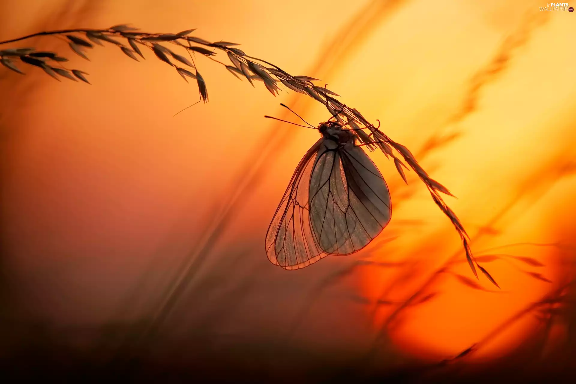 grass, butterfly, butterfly