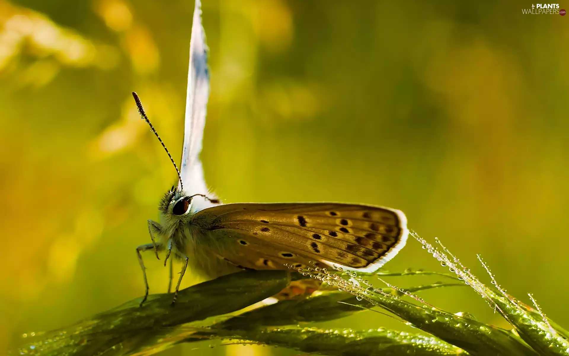 butterfly, droplets, water, grass