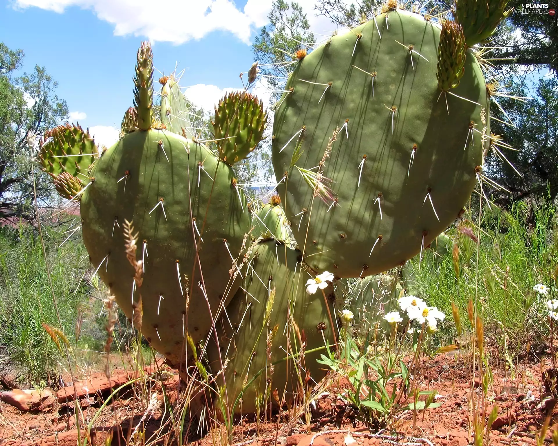 Cactus, trees, viewes, grass