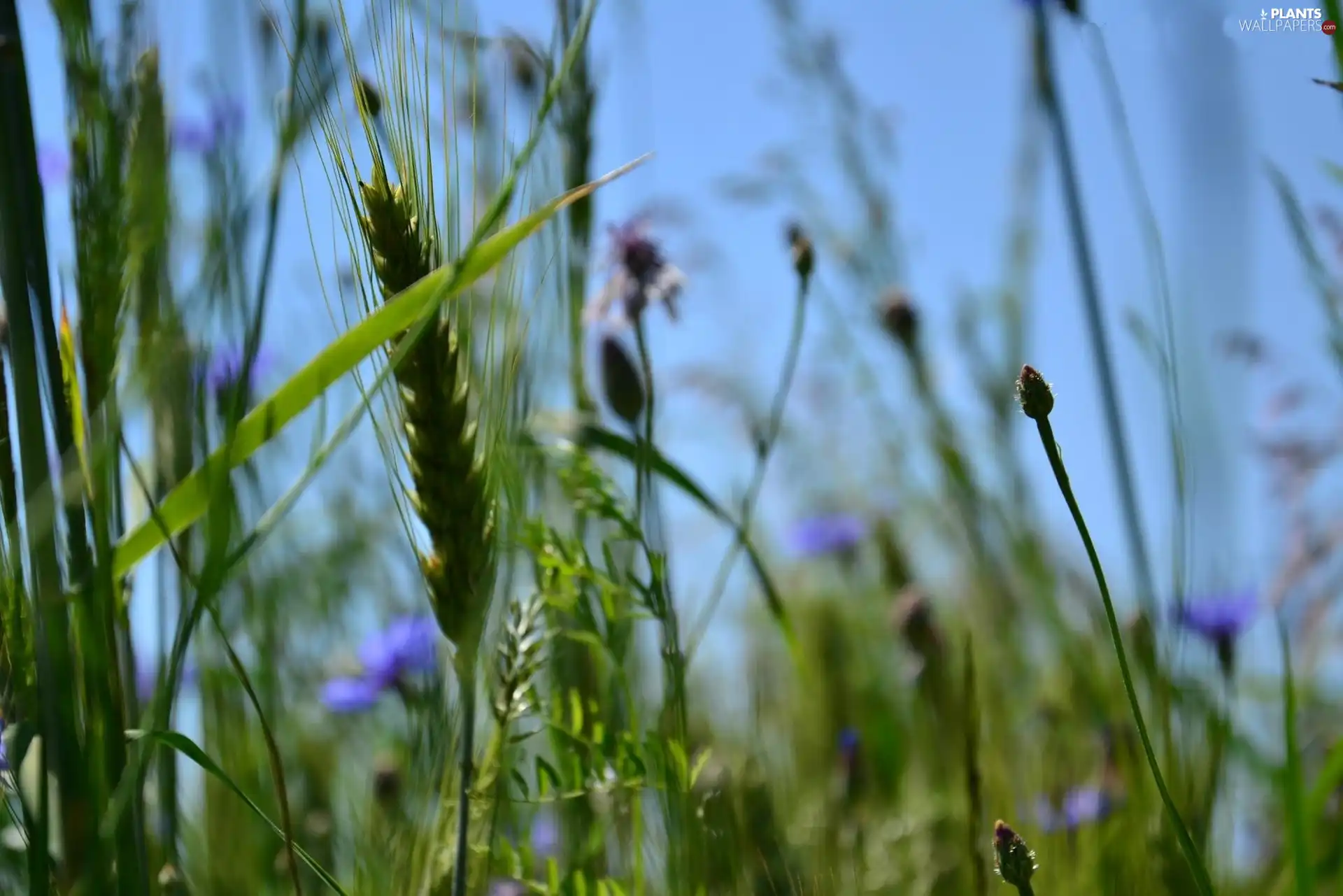 cereals, grass