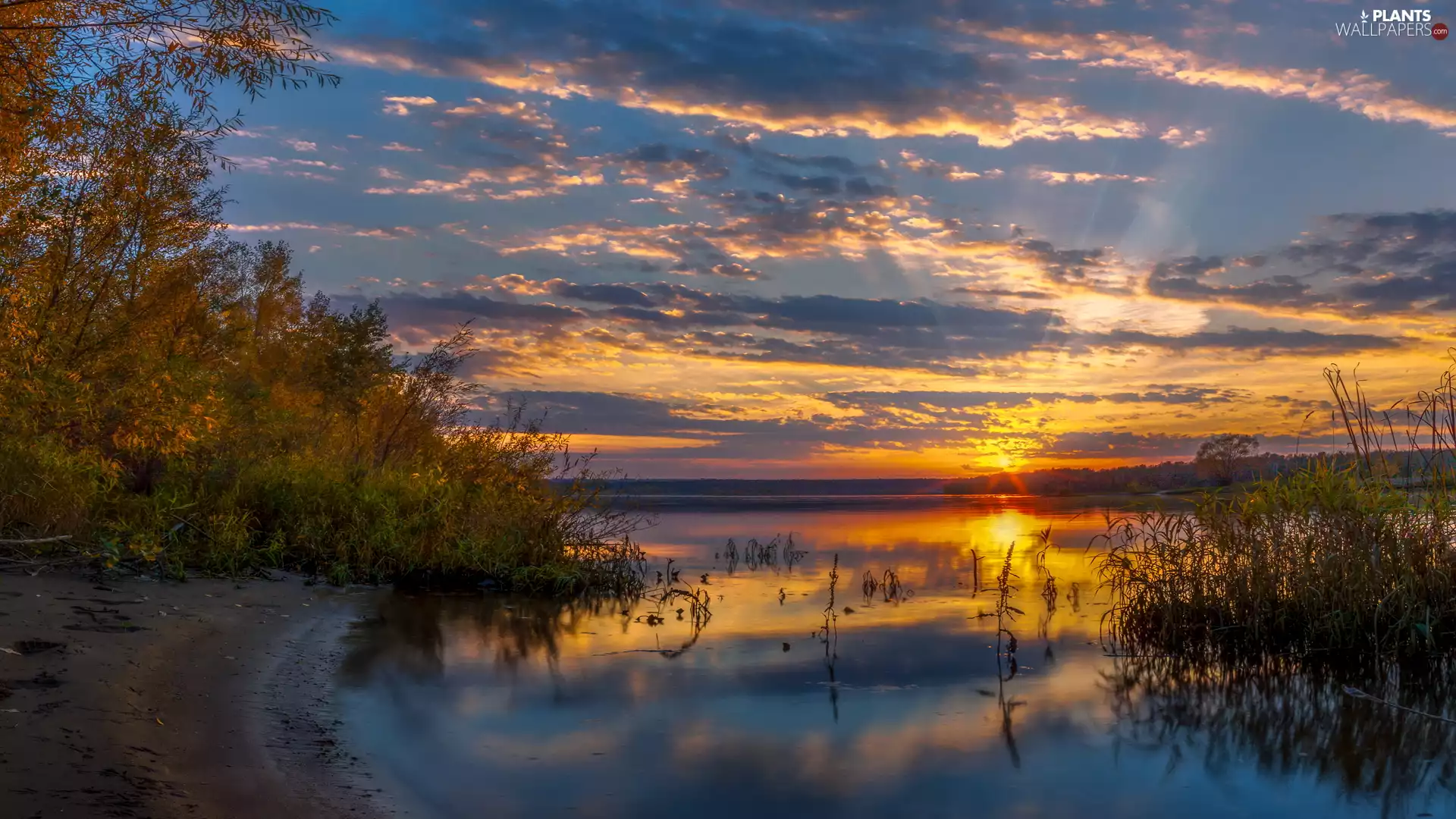 viewes, Bush, clouds, rushes, Sunrise, trees, lake, grass