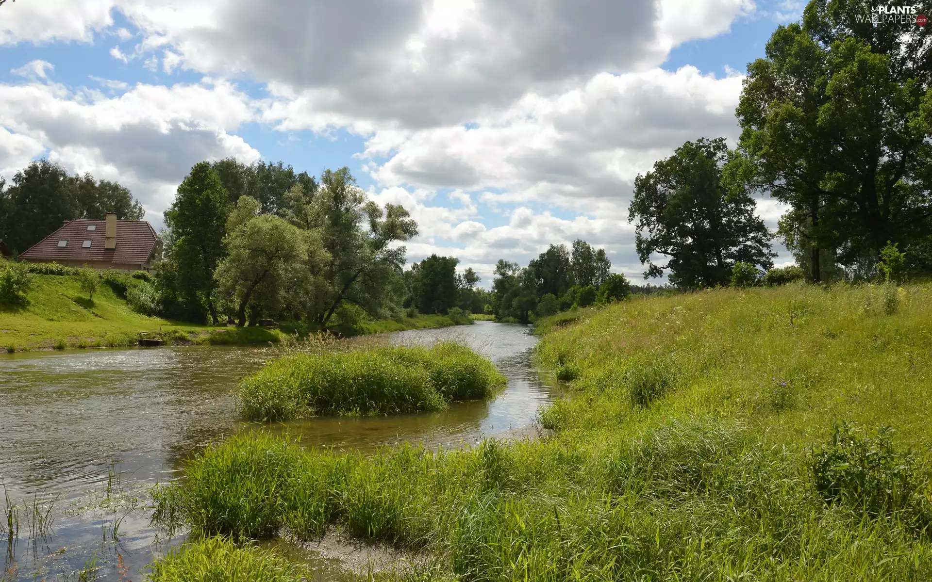 trees, River, clouds, grass, summer, viewes, house