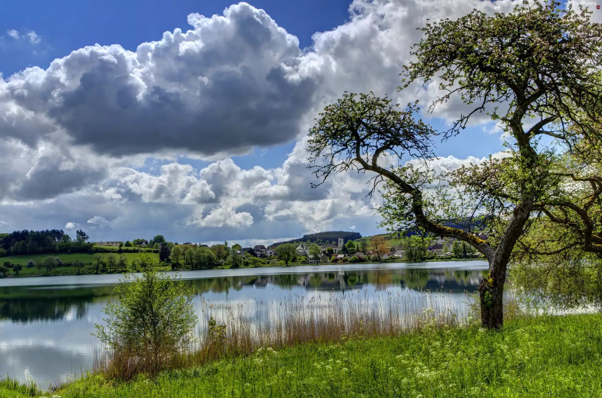 viewes, grass, clouds, trees, River