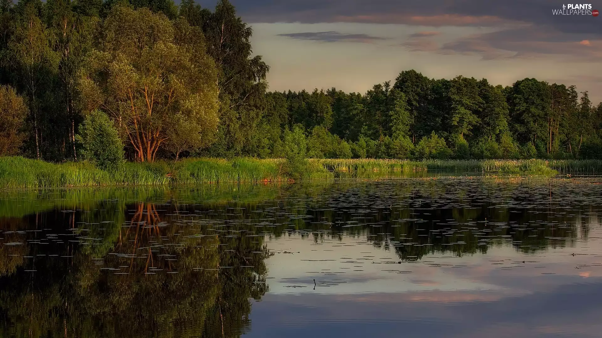 trees, rushes, clouds, grass, lake, viewes, reflection