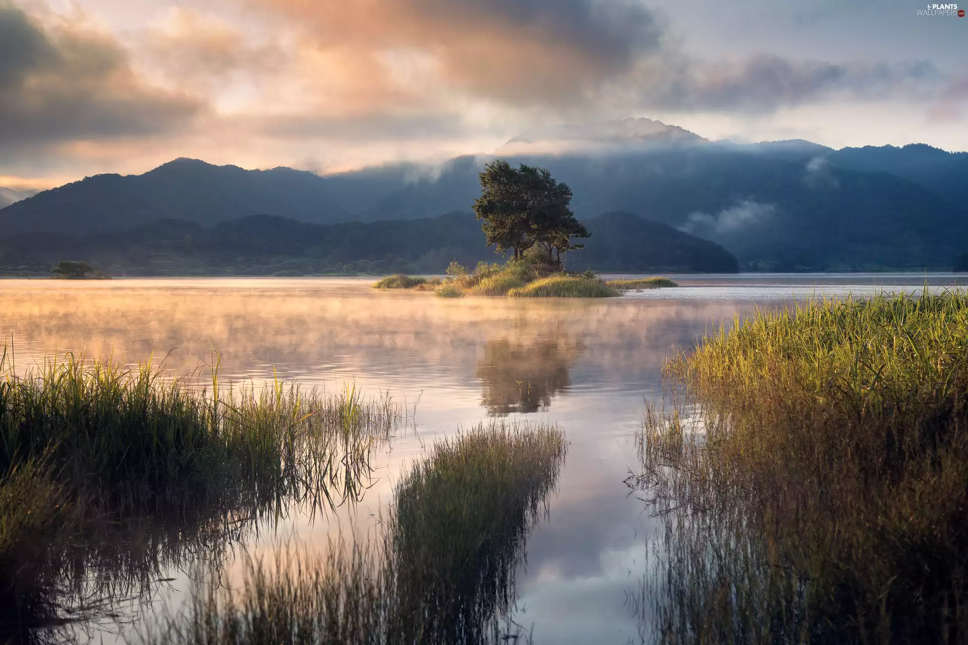 grass, lake, Mountains, forest, viewes, VEGETATION, clouds, trees, Fog