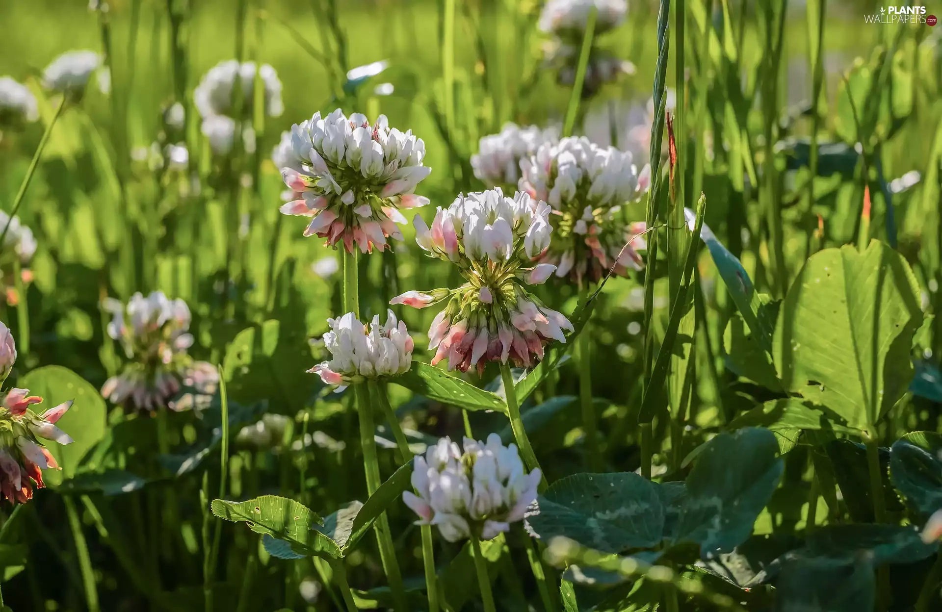 grass, White, clover