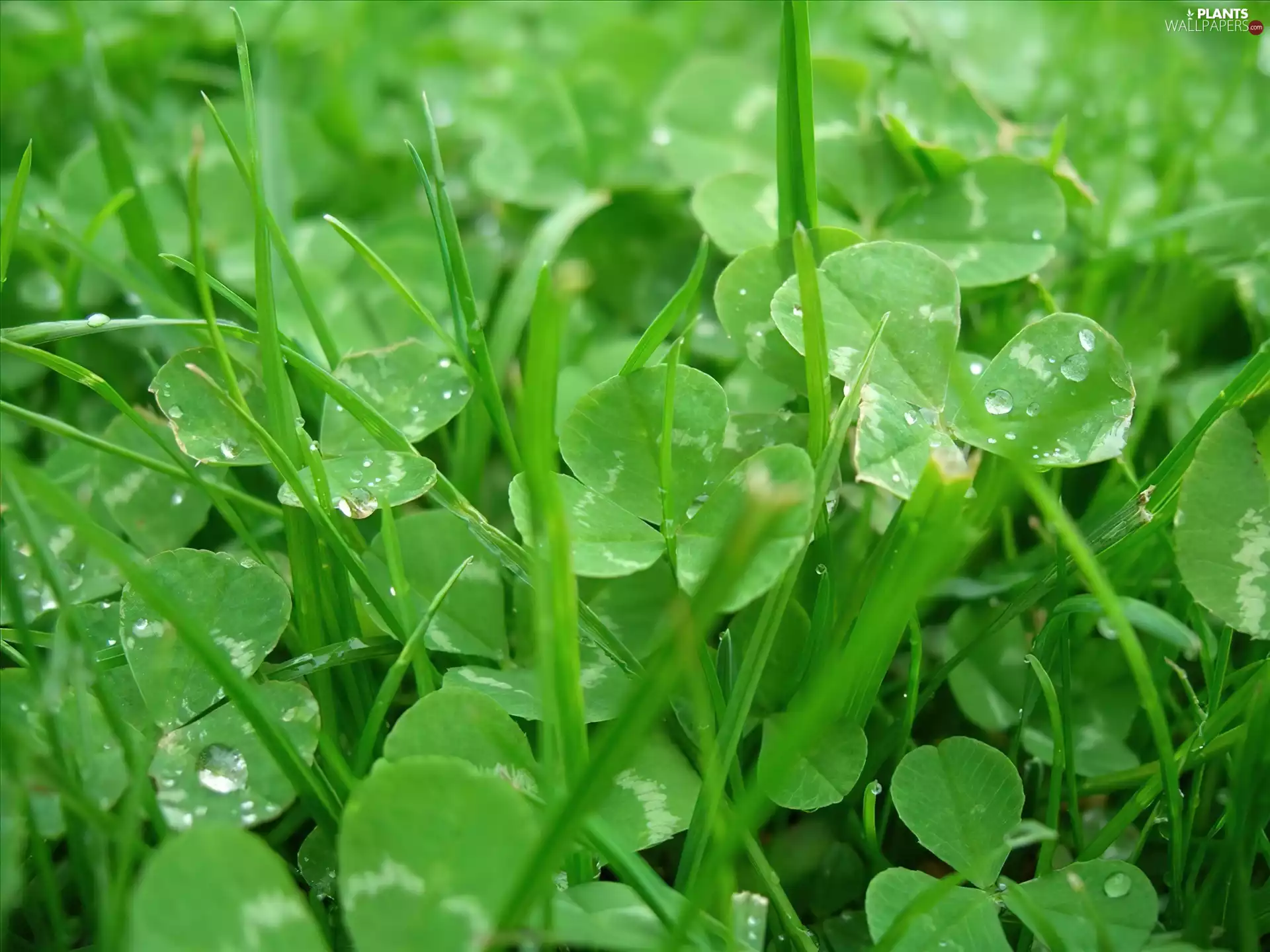 grass, Clovers
