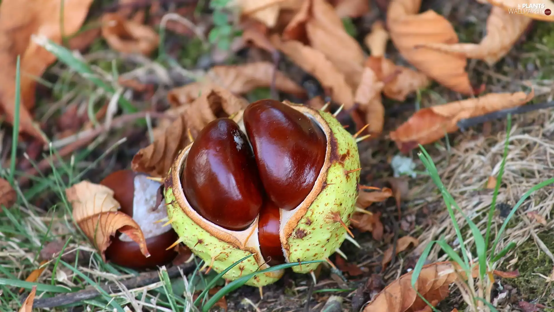 Leaf, grass, cracked, skin, chestnut