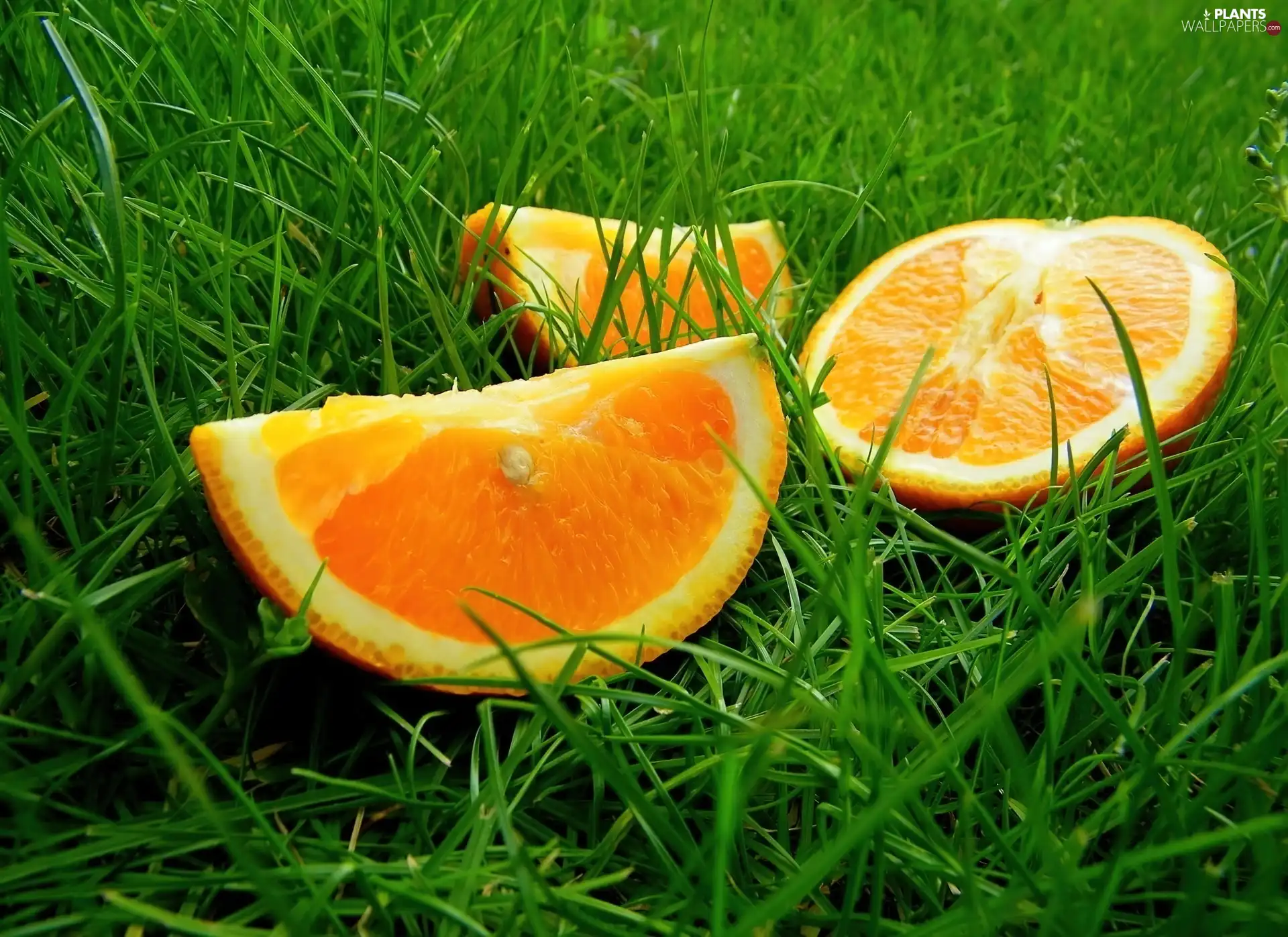 cuts, Green, grass, orange