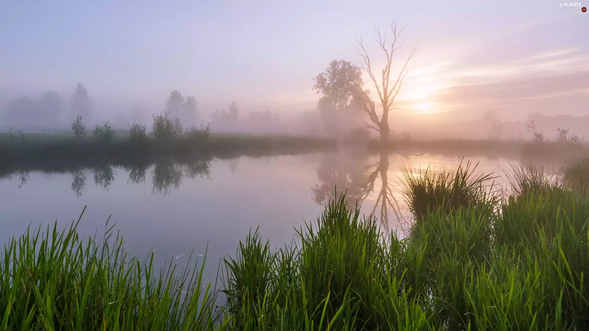 trees, Fog, dawn, grass, lake, viewes, Sunrise