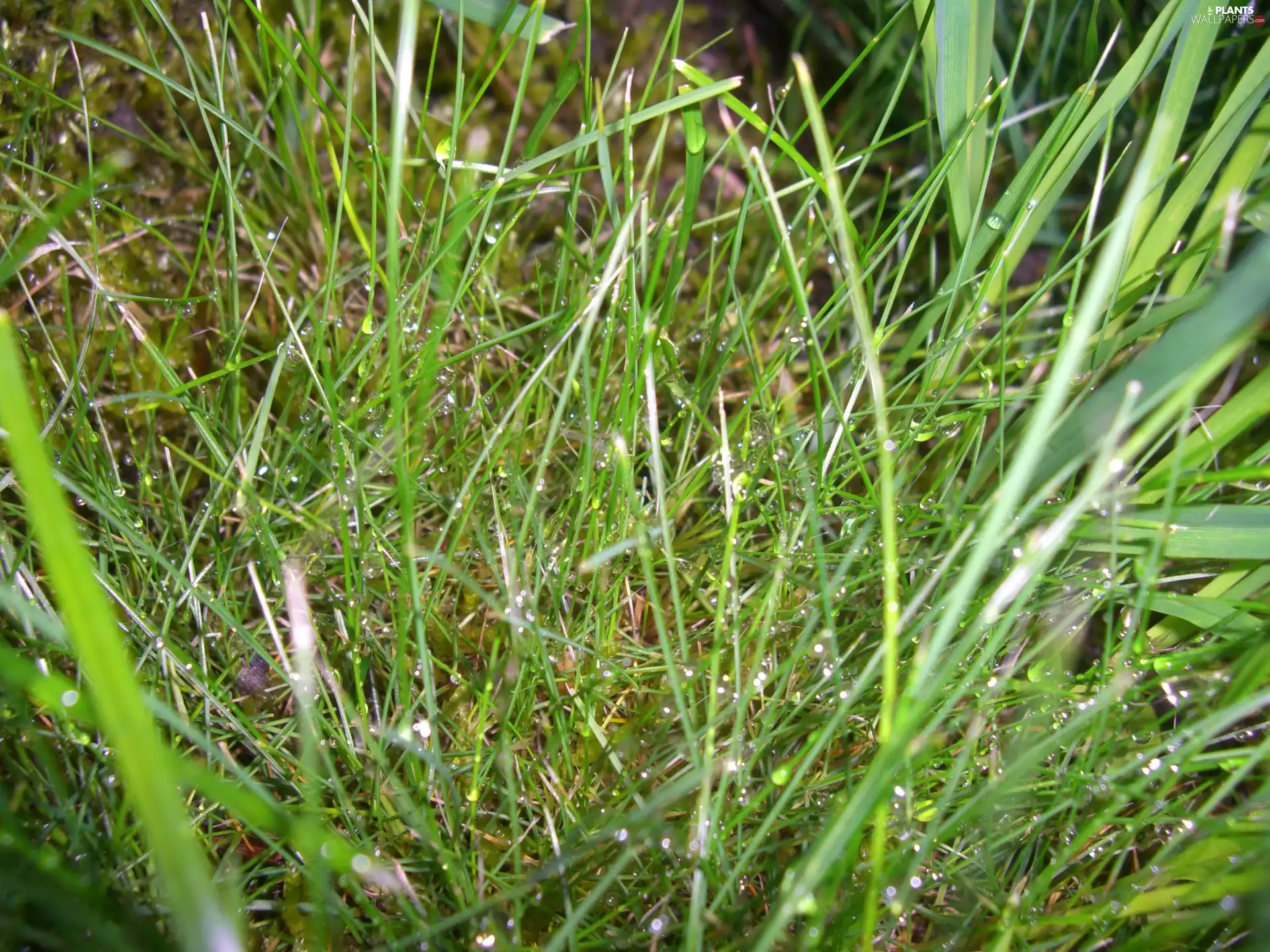 grass, dew