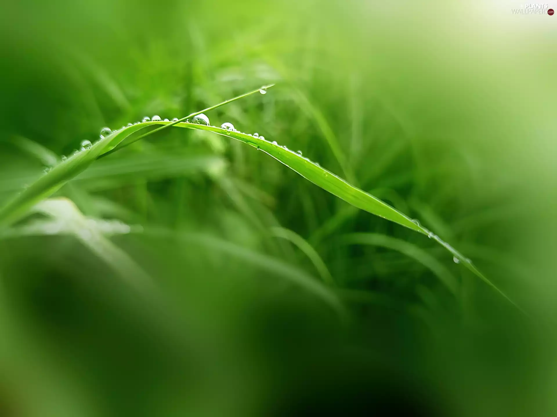 grass, dew