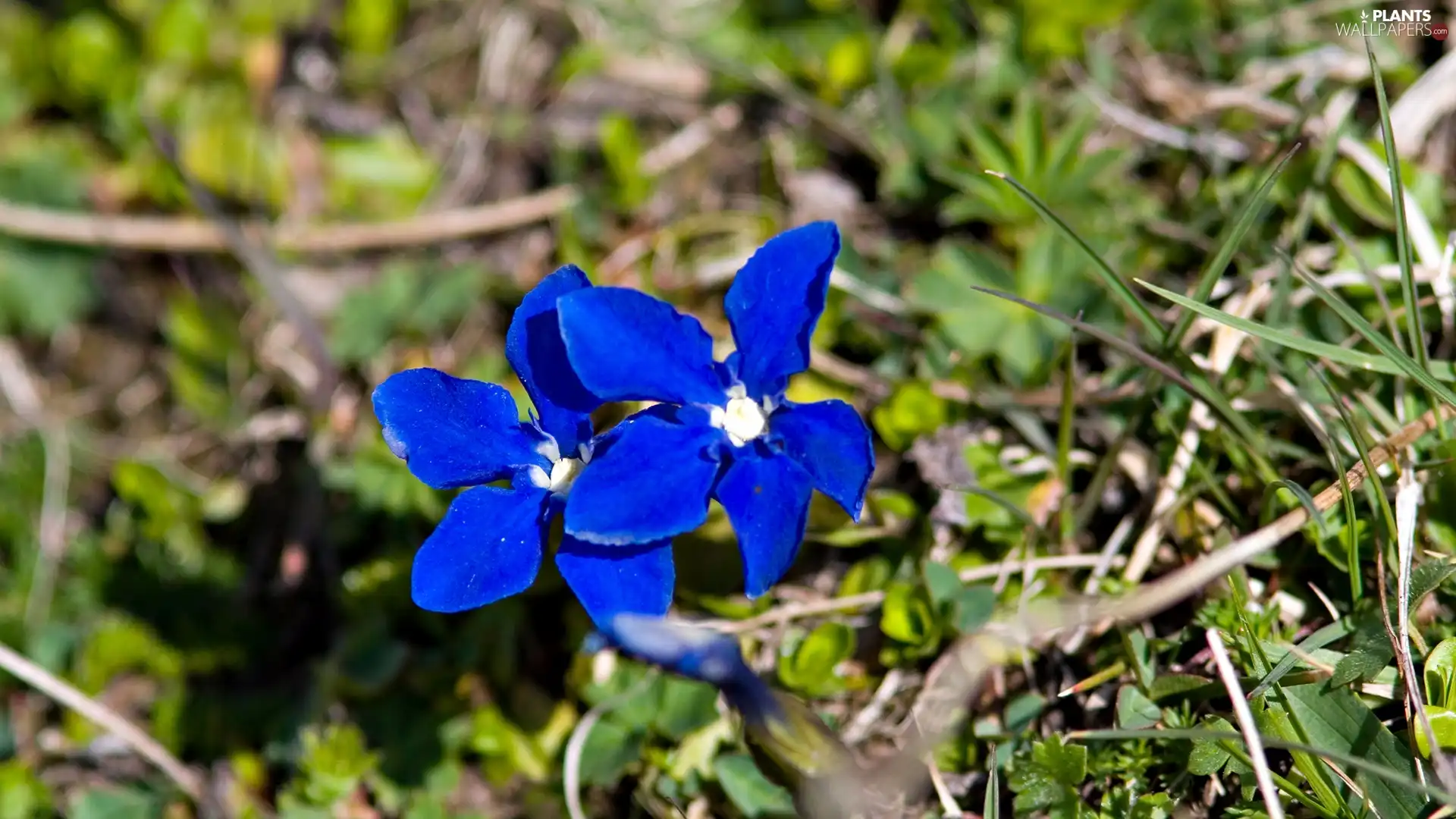 little doggies, flowers, grass, Blue