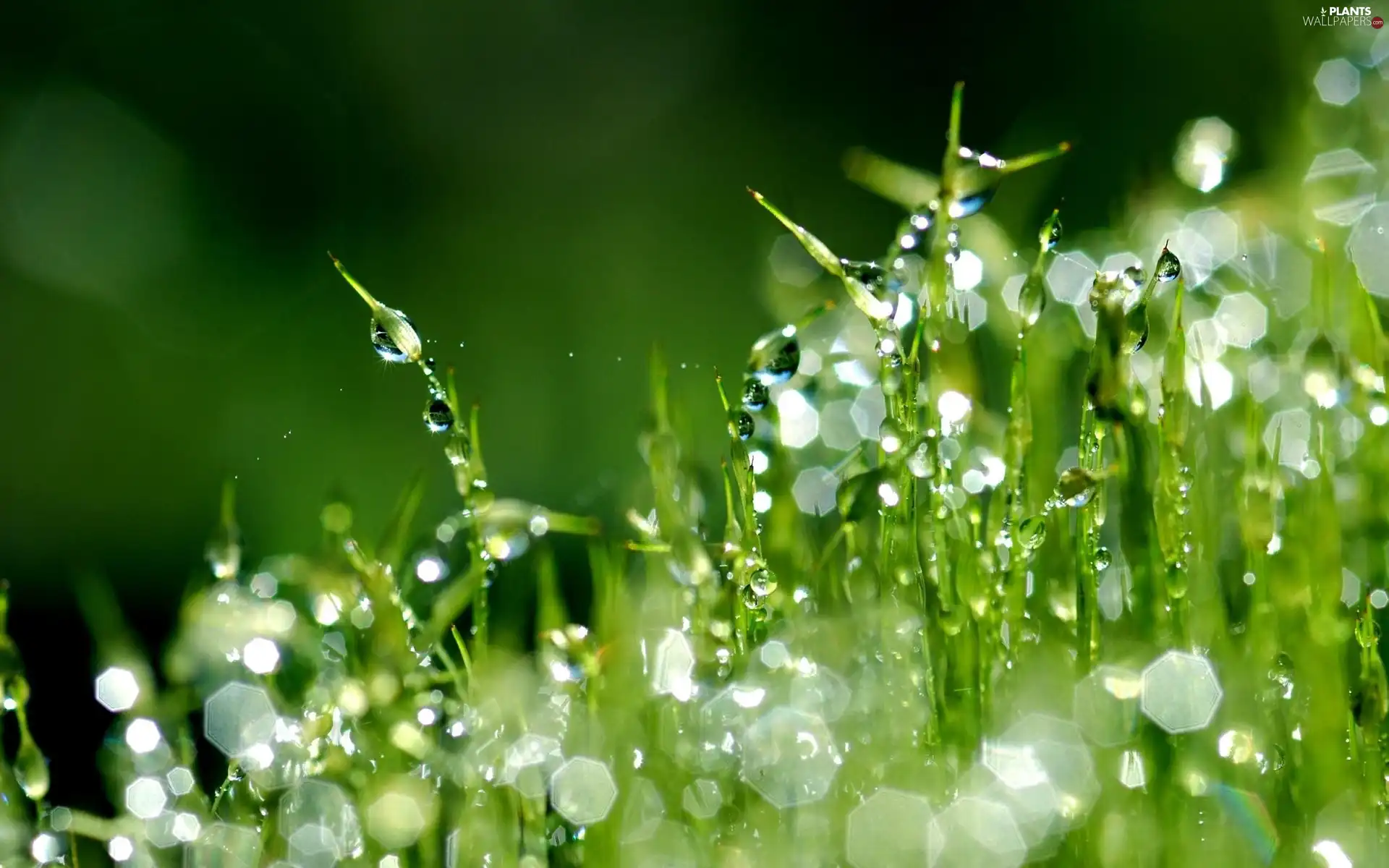 droplets, an, grass, Rosy