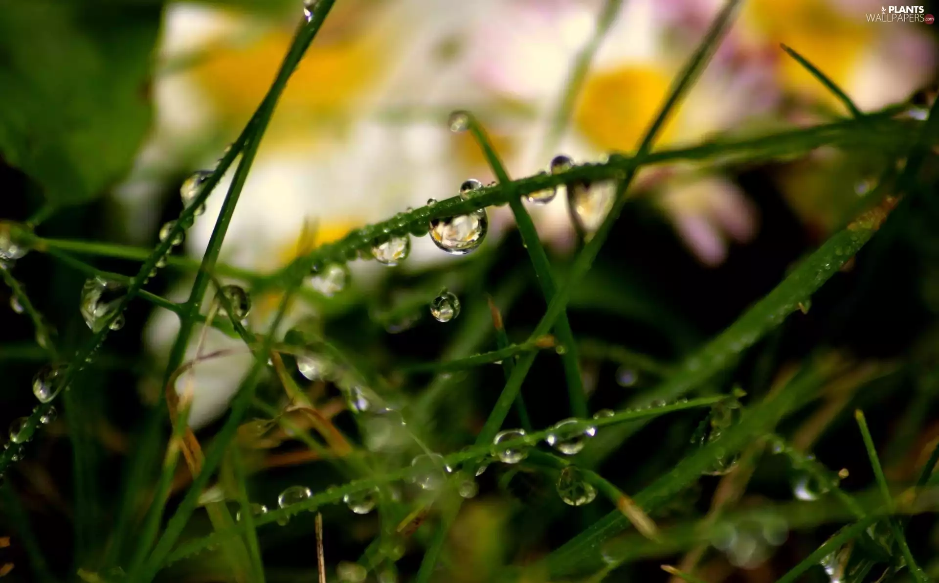 grass, droplets