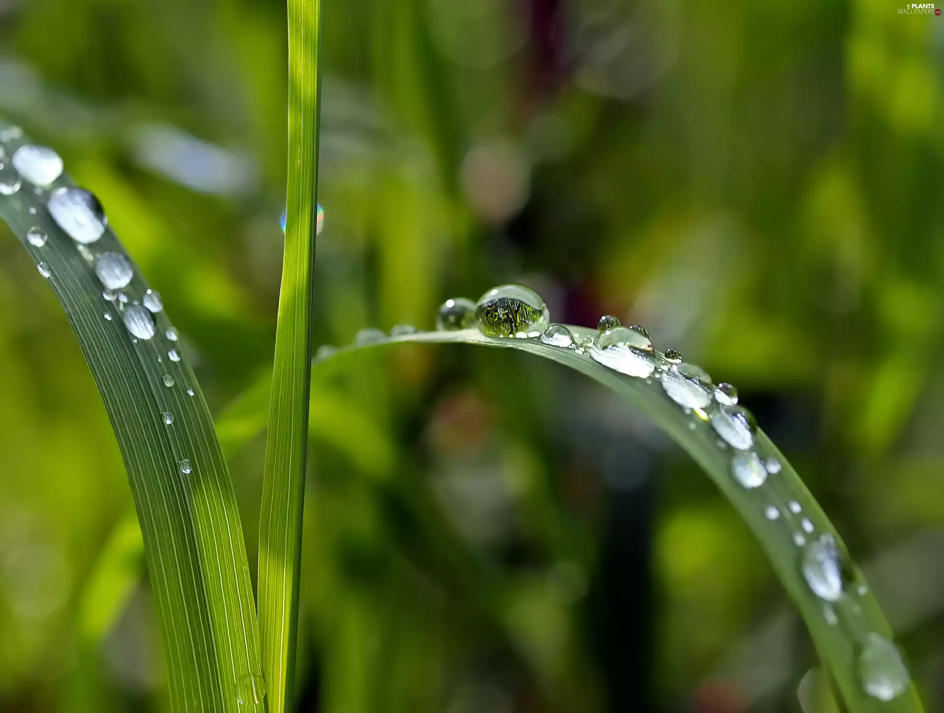 grass, Dew Drops