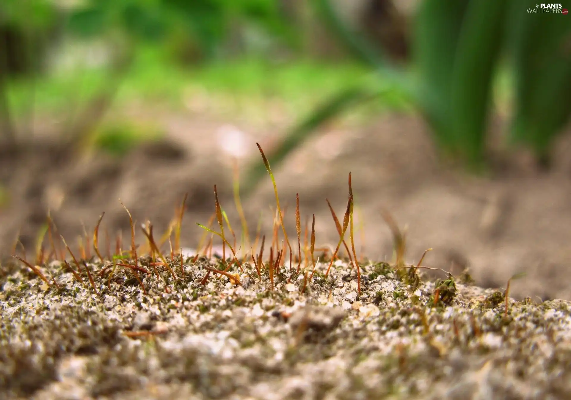 dry, grass